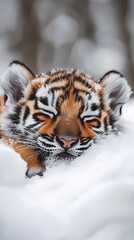Fototapeta premium The soft body of a cute baby tiger is resting comfortably in a fluffy snow pile. The cold winter atmosphere surrounds it with snow covering the area
