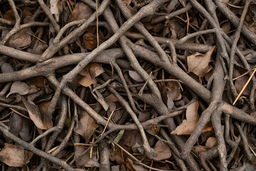 Rusty macro shot of an ant on a dry, brown, wooden branch in a natural forest setting