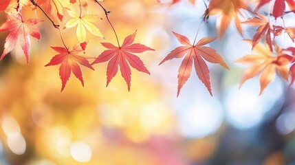 Obraz premium Vibrant Autumn Leaves with Soft Background Blur