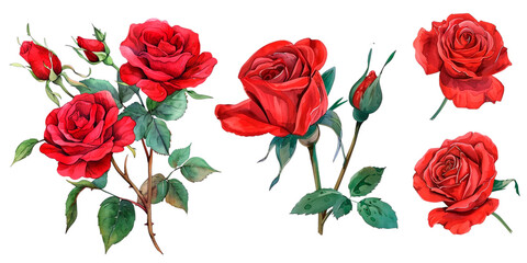 Set of watercolor red rose flowers. Bushy red roses with thorns and leaves. Elements for wedding designs, etc. Red rose png.