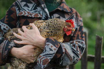 Close-up of a chicken in the hands of a female farmer.