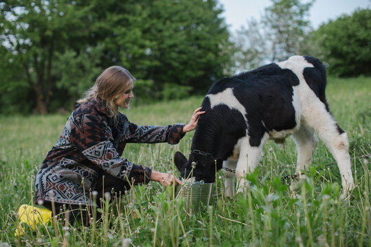 A young female farmer feeds a calf in a meadow in the village.