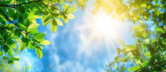 Obraz premium Green Tree Brances Frame Corner With Blue Sky And Sun Flare In Background