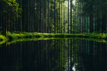 Obraz premium Sunlight filters through the green leaves of trees, casting their reflections on the still water of a peaceful forest lake