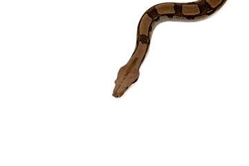 Naklejka premium Close-up of a Boa Constrictor on White Background - Isolated Reptile Stock Photo