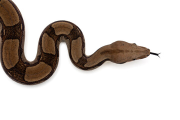 Close-up of a Boa Constrictor on White Background - Isolated Reptile Stock Photo