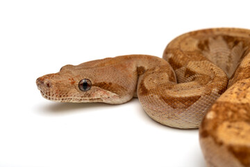 Close-up of a Boa Constrictor on White Background - Isolated Reptile Stock Photo