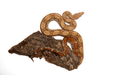 Close-up of a Boa Constrictor on White Background - Isolated Reptile Stock Photo