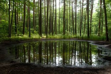 Obraz premium Green trees and a river flowing through a summer forest