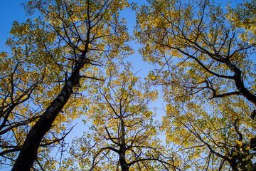Autumn trees in the morning
