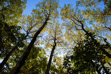 Autumn trees in the morning