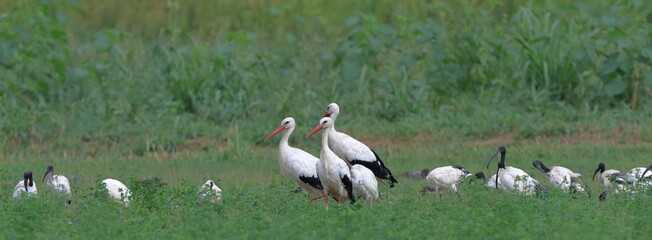 panorama di campagna
