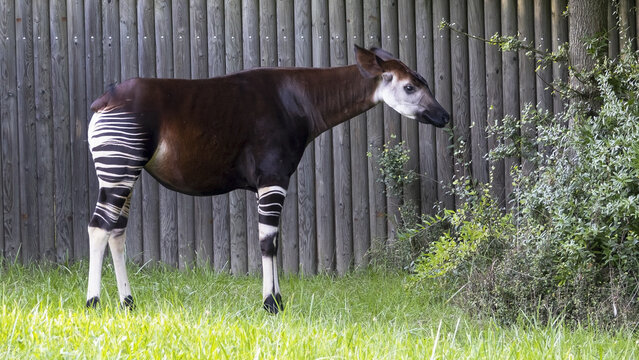 The okapi (Okapia johnstoni) is an artiodactyl mammal that is endemic to the northeast Democratic Republic of the Congo in central Africa.