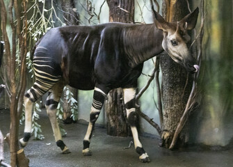 The okapi (Okapia johnstoni) is an artiodactyl mammal that is endemic to the northeast Democratic...