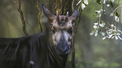 The okapi (Okapia johnstoni) is an artiodactyl mammal that is endemic to the northeast Democratic...