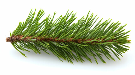 Close Up of a Pine Branch with Green Needles