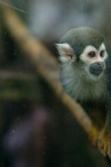 Squirrell Monkey perched on a wooden structure, colombia