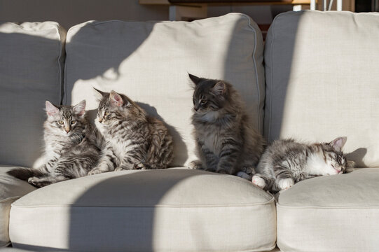 Norwegische Waldkatzen Kittens genie&szlig;en die Sonne auf dem Sofa