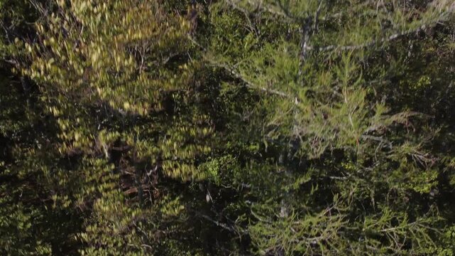 Summer in forest aerial top wide view. Mixed forest, green deciduous trees