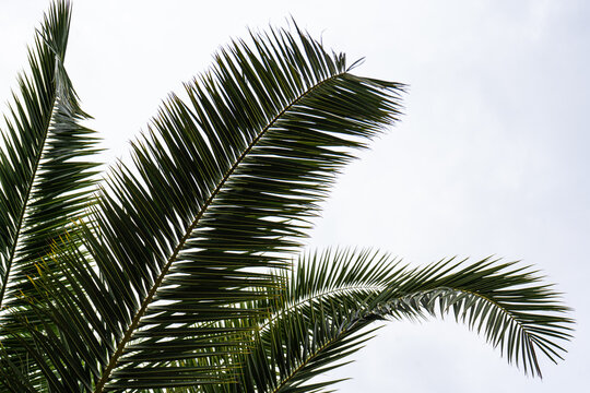Low angle view of palm fronds on a palm tree, Georgia