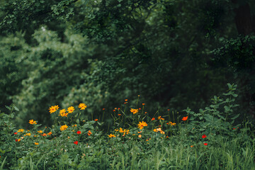 Obraz premium Field of poppies and other colorful flowers blooming in a field