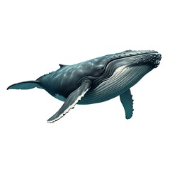 Fototapeta premium blue whale isolated on white