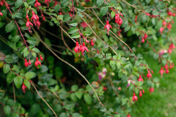 Green hummingbird sitting on pink flowers plant in Colombia