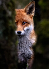 Fototapeta premium A close up of a Red Fox, watching through trees