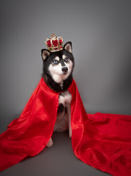Portrait of an Alaskan Klee Kai dog dressed as royalty wearing a crown and cape