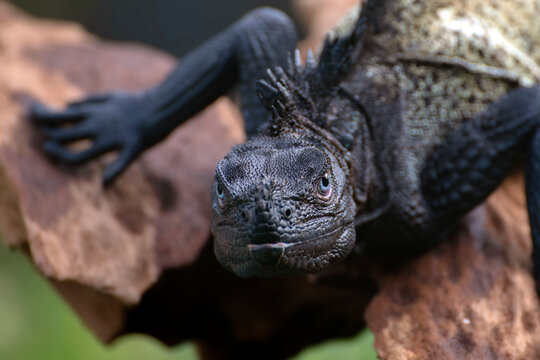 Close-up of a black Sulawesi sailfin lizard (Hydrosaurus microlophus), Indonesia