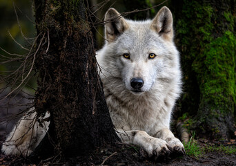 A close up of a Grey Wolf (Gray Wolf) in the trees