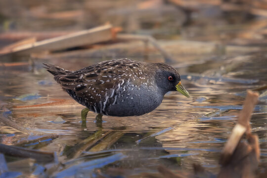 Close-up of a spotted crake (Porzana porzana) foraging in a freshwater lagoon, Australia
