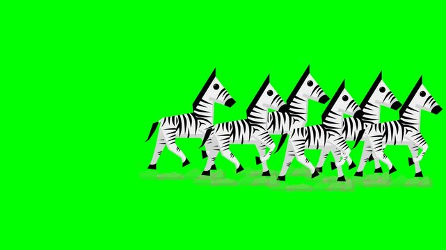 2d animated character of  A herd of white zebras with black stripes walking together in the plain with dust under their feet. in green screen background chroma key.