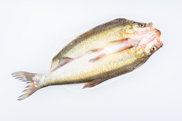 A fresh white fish