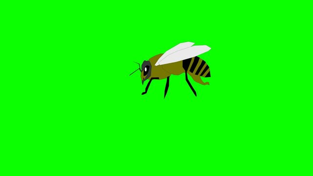 2d animated character of  Flying insect or wild green yellow bee, honey bee, forest bee, striped bee, queen bee, bee pollination on flowers. in green screen background chroma key.