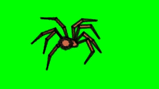2d animated character of Shaking and walking of the eight-legged, brown spider to the side or from an angle facing or behind, spider man . in green screen background chroma key.