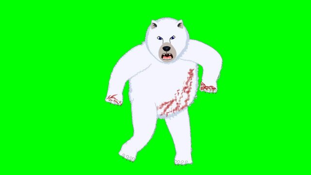 2d animated character of  A wild white polar bear that is angry and hungry and wounded and covered in blood is standing and walking and is about to attack. in green screen background 