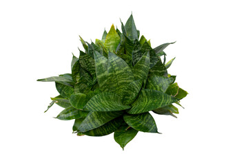 Bird’s Nest Sansevieria (Sansevieria trifasciata Hahnii), Sansevieria Hahnii, Golden hahnii, Dwarf Snake Plant. Leaves are spirally arranged around like rosette with horizontal bands of light green.