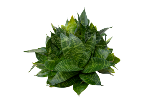 Bird’s Nest Sansevieria (Sansevieria trifasciata Hahnii), Sansevieria Hahnii, Golden hahnii, Dwarf Snake Plant. Leaves are spirally arranged around like rosette with horizontal bands of light green.