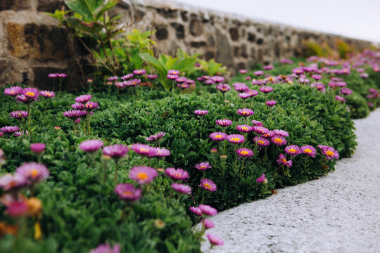 Close-up of Purple Flowers in bloom growing by a Stone Wall in summer