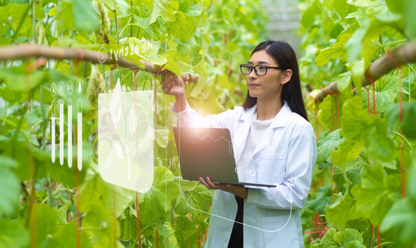 Smart farmer botanist agriculture, asian woman scientist pant biologist checking on melon farm growth, analyzing water, sunlight soil moisture content, using tablet technology, modern tech assistance.