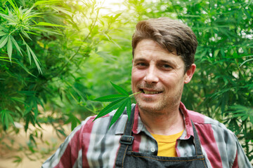 Marijuana cannabis plant farmer inspecting plants health smiling with leaf in his mouth, medical science use, male caucasian indoor grown hemp weed, nature greenhouse, healthcare medicine treatment.