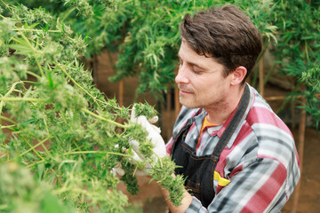 Marijuana cannabis plant farmer inspecting plants health by smelling its scent, medical science use, male caucasian indoor grown hemp weed, nature greenhouse, healthcare medicine treatment.