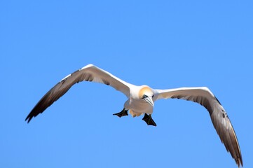 Flying Gannet Bird over the Bonaventure Island in Perce, Gaspesie, Quebec, Canada, with a blue sky