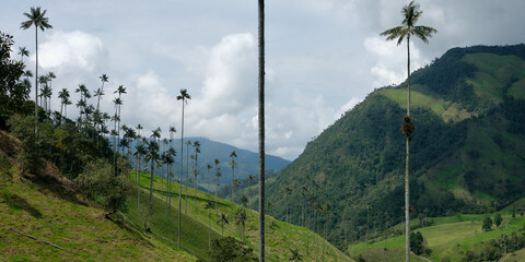 La Carbonera tall palm trees forest in Colombia