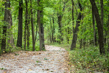 footpath in the woods