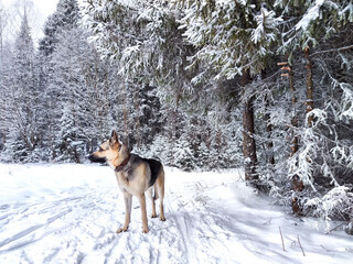 Dog German Shepherd in a forest or in a park in a winter day and white snow arround. Waiting eastern European dog veo and white snow