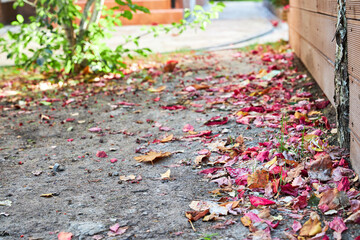 autumn leaves lying on the garden path