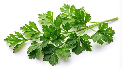 High angle view of fresh parsley leaves isolated on white background
