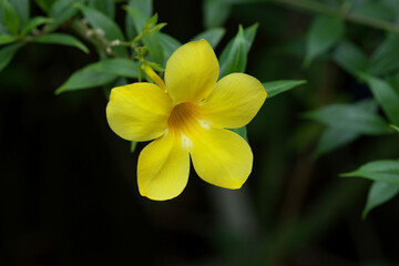 Golden Trumpet Flower